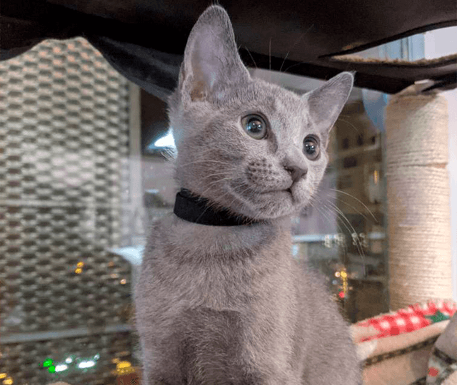 Chat Bleu Russe de la chatterie Bléu Céleste